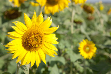 big yellow sunflowers.