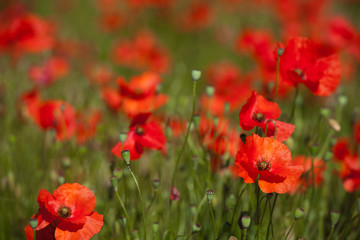 Red poppies in the fields