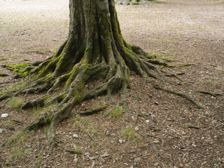 Faggio, Foresta Umbra