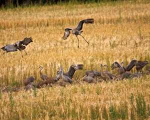 Sandhill Cranes Landing