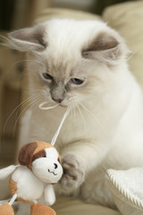 Obraz premium kitten playing with toy dog