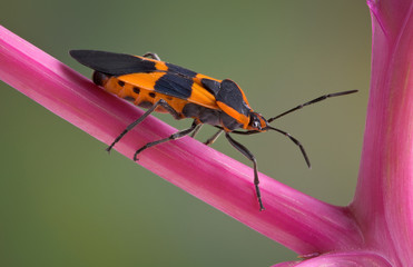 Milkweed Bug