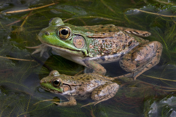 Fototapeta premium Two bull frogs