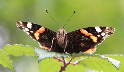 Papillon Monarque