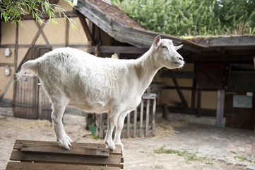 Ziege auf dem Bauernhof