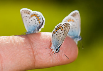 butterflies on a finger