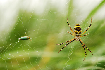 Spider