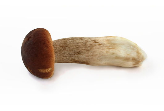 Boletus mushroom on white background