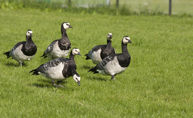 Barnacle goose