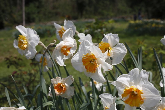 narciso bianco