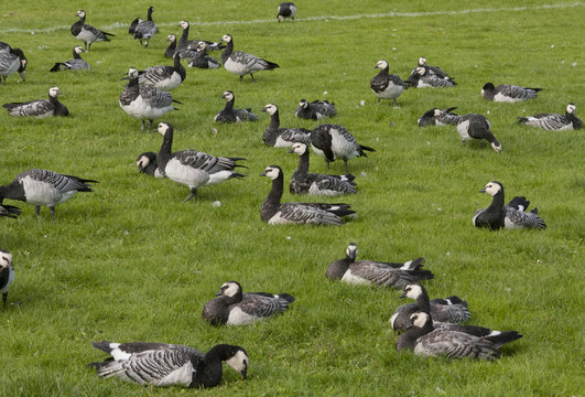 Barnacle goose in the grass