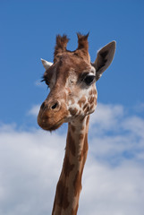 Girafe