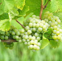 Weisswein Trauben - White Wine Grapes