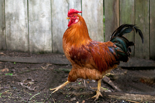 A beautiful red cock