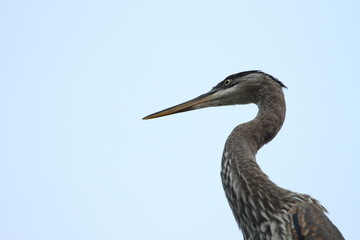 Obraz premium Portrait eines Graureihers