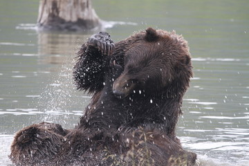 kämpfende Grizzlybären - Alaska