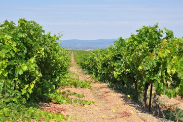 Fototapeta na wymiar champ de vigne