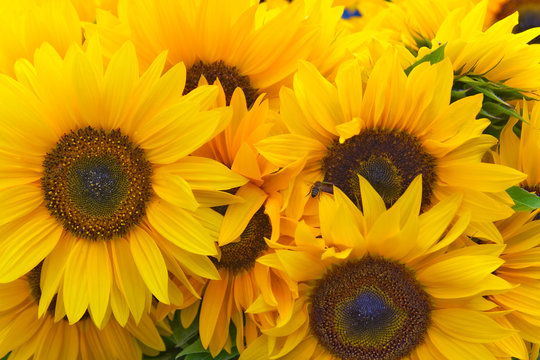 Beautiful sunflowers as background
