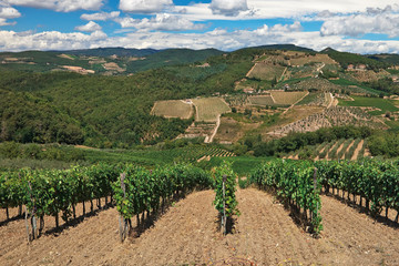 Fototapeta na wymiar Vineyards and olive tree plantations over hills at Chianti.