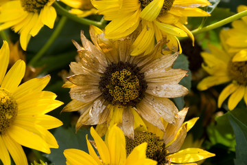 Dead dried flower - passing time