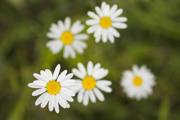 top view of camomile bunch