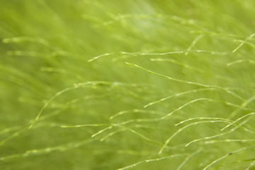 horsetail abstract background