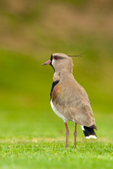 Southern Lapwing isolated on green