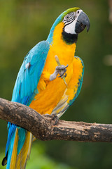Blue-and-yellow Macaw - Ara ararauna...