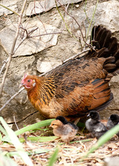 poule et ses poussins