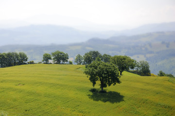 collina erbosa con albero
