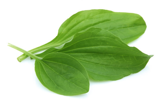 Plantain Leaves