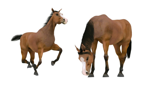 zei pferde freigestellt