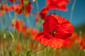 Red poppies in the grain fields