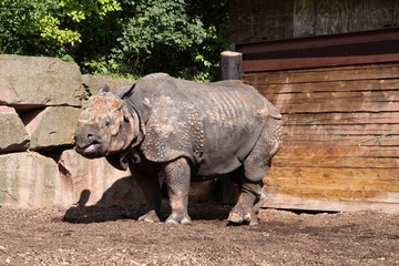 Great Indian Rhinoceros
