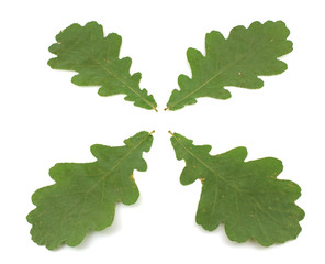 Green leaves of oak.
