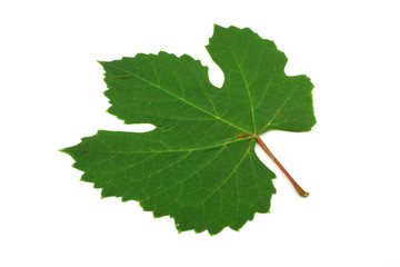 Green leaf of vine.