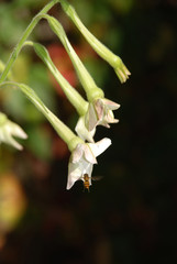 White Nicotiana with Wasp