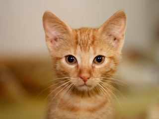 Katzenbaby