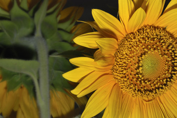 girasole