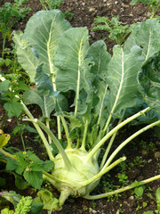 ein Kohlrabi