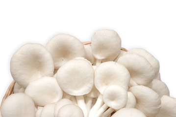 oyster mushroom