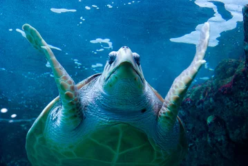 Photo sur Plexiglas Tortue tortue carette