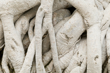 Close-up of roots of Ficus retusa