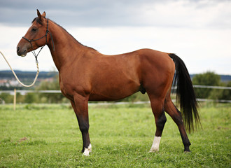 Brauner Araberhengst
