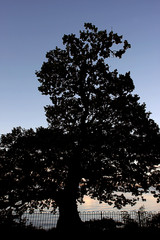 Tree Silhouette