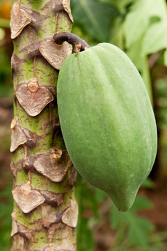 Papaya