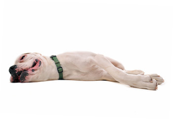 boxer blanc couché
