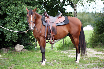 Obraz premium Araber mit Westernsattel