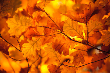 autumn leaves, very shallow focus