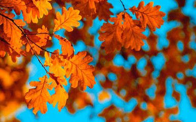 autumn leaves, very shallow focus